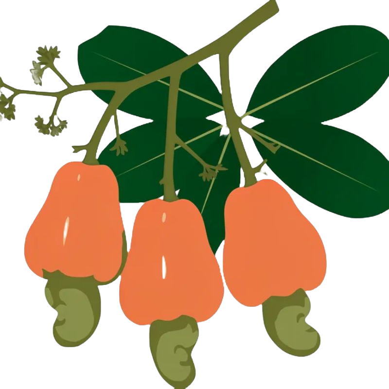 Cashew Apple